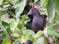 Water hen in the undergrowth beside a County Dublin stream