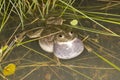 Water Holding Frog