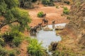 Water hole elephants national park