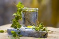 Water of holy basil, tulsi or Ocimum tenuiflorum in a transparent glass. Royalty Free Stock Photo