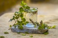 Water of holy basil, tulsi or Ocimum tenuiflorum in a transparent glass. Royalty Free Stock Photo