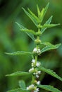 Water Horehound   24839 Royalty Free Stock Photo