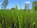 Water horsetail Royalty Free Stock Photo