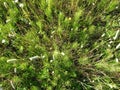 Water horsetail colony at spring Equisetum