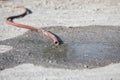 Water hose on the ground that is dry  and global warming Royalty Free Stock Photo