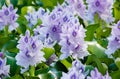 Water Hyacinth Royalty Free Stock Photo