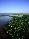 Water Hyacinth