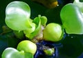 Water Hyacinth