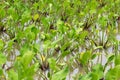 Water hyacinth background. Free-floating tropical American water plant. Ornamental and in some warmer regions has become a serious Royalty Free Stock Photo