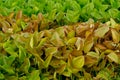 water hyacinth background :a free-floating tropical American water plant that has been introduced elsewhere as an ornamental and Royalty Free Stock Photo