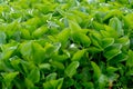 water hyacinth background :a free-floating tropical American water plant that has been introduced elsewhere as an ornamental and Royalty Free Stock Photo