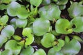 WATER HYACINTH IS BENEFICIAL FOR CLEAR WATER