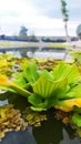 water hyacinth in the catfish pond in the morning