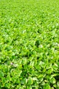 Water hyacinth