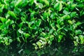 Water Hyacinth cover a pond or swamp.