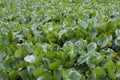 Water hyacinth Royalty Free Stock Photo