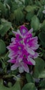 Hyacinth is a very fragrant flower that blooms in spring in dense clusters.