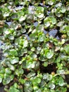 Water hyacinth or Eichhornia crassipes aquatic plant. Royalty Free Stock Photo