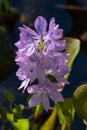 Water hyacinth Eichhornia crassipes. Brazilian Pantanal Flower. Royalty Free Stock Photo