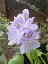 Eichhornia crassipes flower on closeups Royalty Free Stock Photo