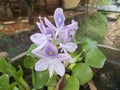 Water hyacinth flower or Eichhornia crassipes. closeups. Royalty Free Stock Photo