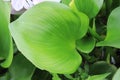 Water hyacinth (Eichhornia crassipes) grows above the water surface and forms colonies. Royalty Free Stock Photo