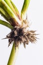 Water Hyacinth (Eichhornia crassipes) Royalty Free Stock Photo