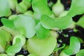 Water hyacinth, Eichhornia crassipes or PONTEDERIACEAE or Floating water hyacinth or Java Weed Royalty Free Stock Photo