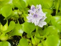 Water Hyacinth Eichhornia flowers close-up, selective focus, shallow DOF