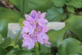 Water hyacinth floating beautiful in nature Java Weed