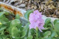 Water hyacinth floating beautiful in nature Java Weed