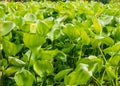 Water hyacinth