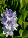 Water hyacinth flower