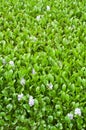 water hyacinth with flower background Royalty Free Stock Photo