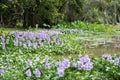 Water hyacinth flower fields bloom colorful purple in the lake. Royalty Free Stock Photo