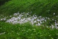 Water hyacinth flower with green firld