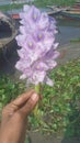 Water Hyacinth Flower Held by Hand Royalty Free Stock Photo
