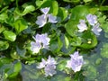 Water hyacinth flower in natural water in river Royalty Free Stock Photo