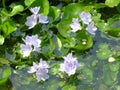 Water hyacinth flower in natural water in river Royalty Free Stock Photo
