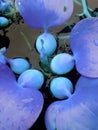 water hyacinth flower object in water with unique color concept Royalty Free Stock Photo