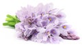 Water Hyacinth flower Royalty Free Stock Photo