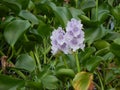 Water hyacinth flower photography Royalty Free Stock Photo