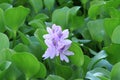 Water hyacinth flower Royalty Free Stock Photo