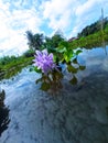 Water hyacinth flowers that fresh