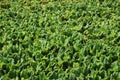 Water hyacinth is a free-floating and flowering invasive aquatic plant Royalty Free Stock Photo