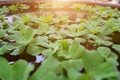 Water hyacinth is a free-floating perennial aquatic plant Royalty Free Stock Photo