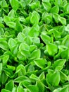 Water hyacinth green , background texture