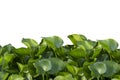 Water hyacinth green leaf Isolated