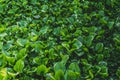 Water hyacinth green leaves background over nature river cannel leak pound Royalty Free Stock Photo