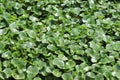 Water hyacinth green leaves on water surface closeup in the pond for backgrounds and textures design.